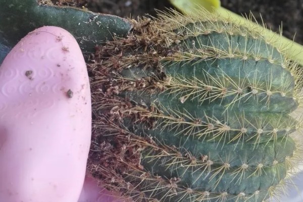 仙人球球体腐烂是怎么回事，可能是浇水过多所致