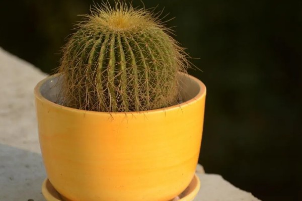 仙人球球体腐烂是怎么回事，可能是浇水过多所致