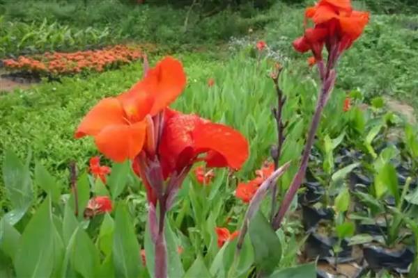 红花蕉的病害怎么防治，发生斑枯病要剪除病部喷施多菌灵