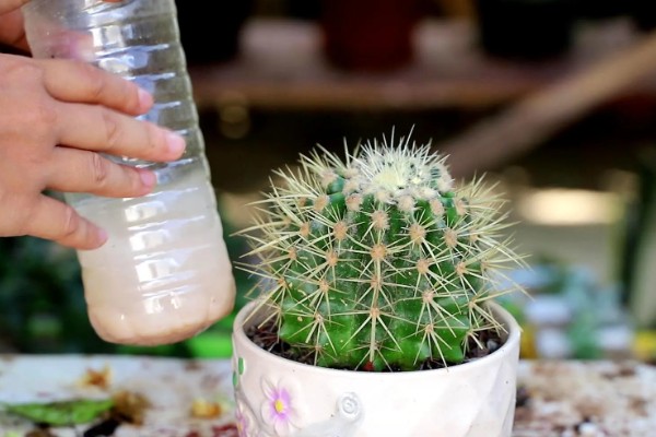 仙人球球体腐烂是怎么回事，可能是浇水过多所致