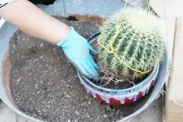 仙人球球体腐烂是怎么回事，可能是浇水过多所致