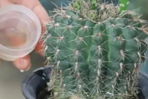 仙人球球体腐烂是怎么回事，可能是浇水过多所致