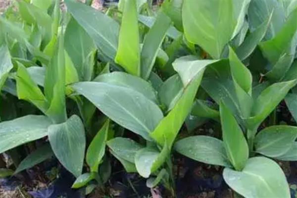 红花蕉的病害怎么防治，发生斑枯病要剪除病部喷施多菌灵