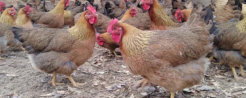 常见的鸡品种，常见的有清远鸡、封开杏花鸡等
