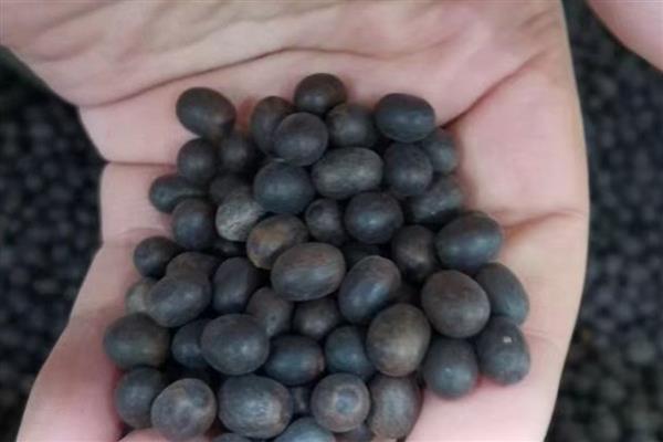 红花蕉的病害怎么防治，发生斑枯病要剪除病部喷施多菌灵