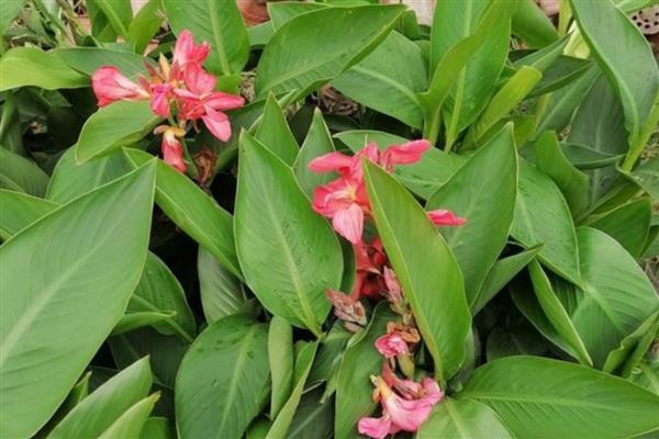 红花蕉的病害怎么防治，发生斑枯病要剪除病部喷施多菌灵