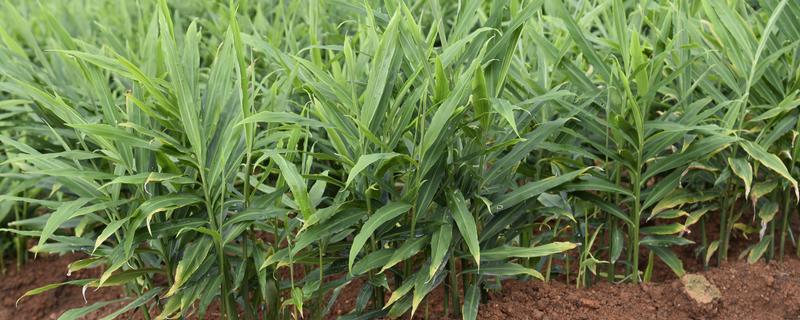 生姜的种植方法，适宜生长在疏松肥沃的土壤中