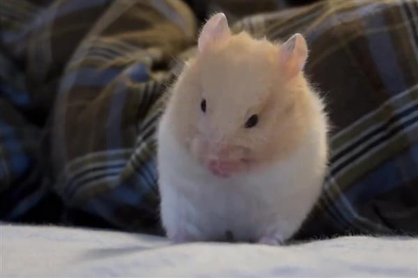 金丝熊的寿命,寿命在2年到3年之间