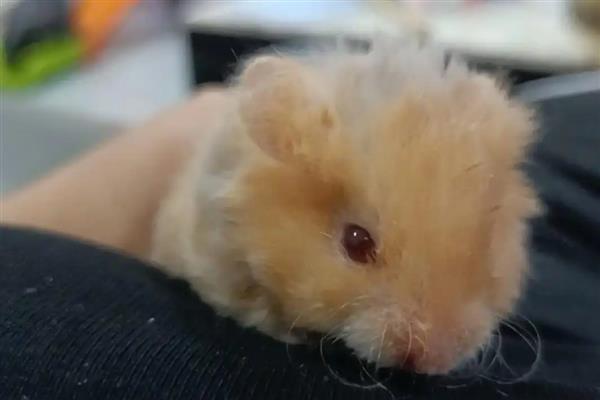 金丝熊的寿命,寿命在2年到3年之间