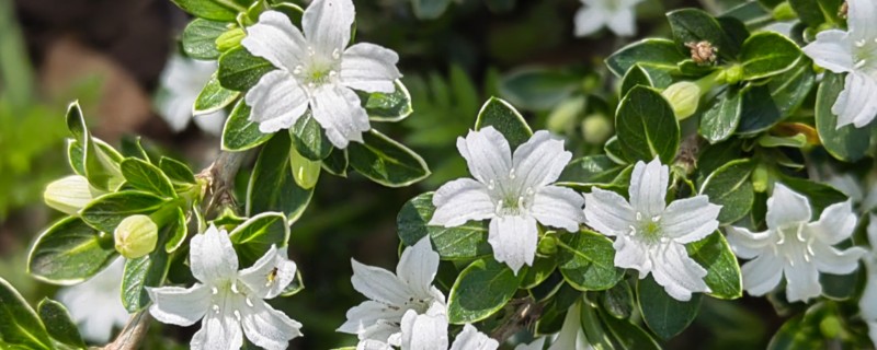 六月雪有什么品种，常见阴木、金边六月雪、山地六月雪