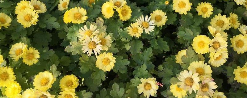 8月开的七种花，有菊花、彼岸花等