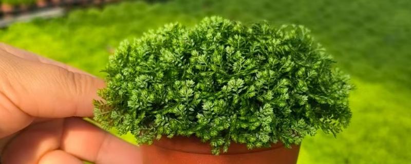 翠云草蔫了能不能活，要进行充足光照