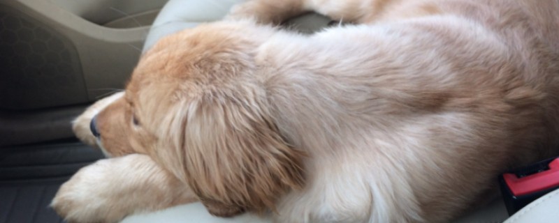 狗狗晕车如何处理，坐车前可以饲喂晕车药