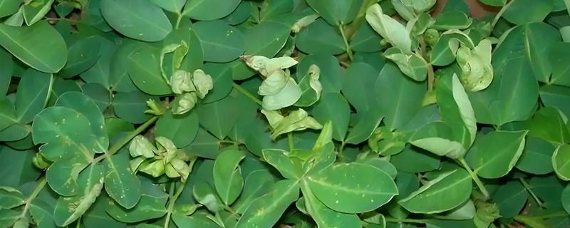 花生卷叶病怎么防治，水旱轮作可防治青枯病