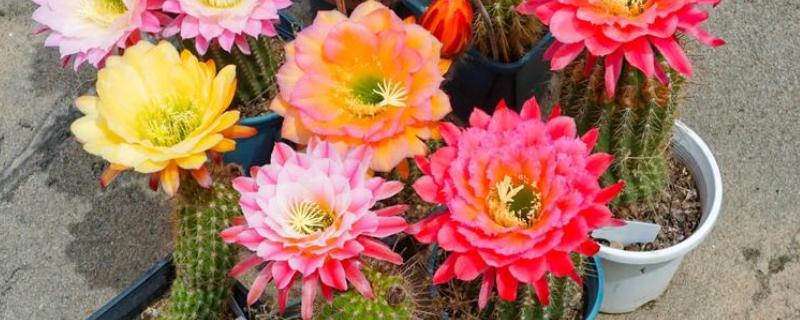 毛花柱几年可以开花，通常生长2-3年就可以