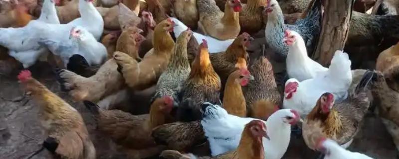 土鸡与肉鸡的区别，饲养方法和外形均不同