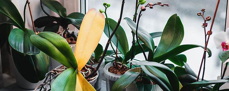 蝴蝶兰叶子发黄变软怎么处理，浇水要浇透