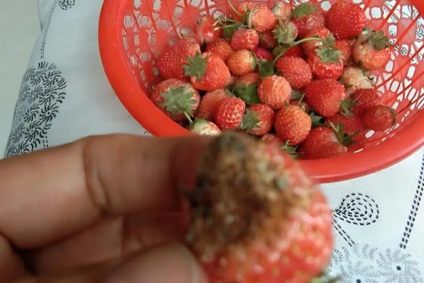 防治草莓发软的方法，需控制氮肥的用量