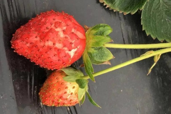 防治草莓发软的方法，需控制氮肥的用量