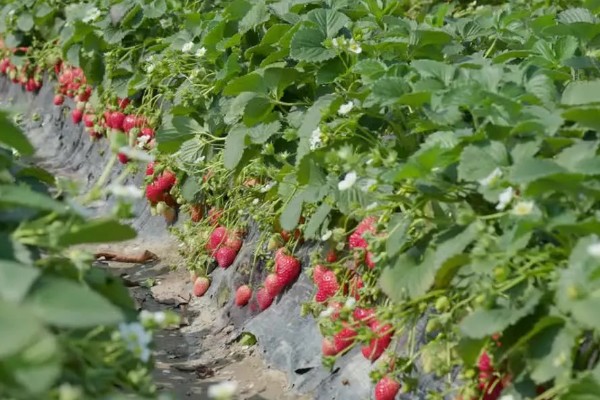 防治草莓发软的方法，需控制氮肥的用量