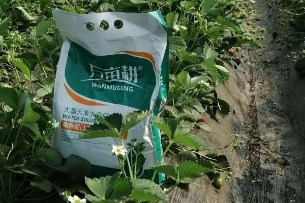 防治草莓发软的方法，需控制氮肥的用量