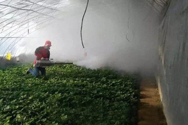 防治草莓发软的方法，需控制氮肥的用量
