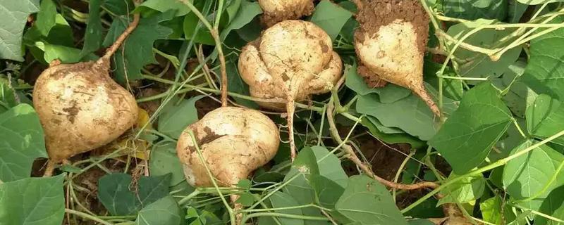 凉薯高产方法，幼苗长到7厘米时要中耕除草