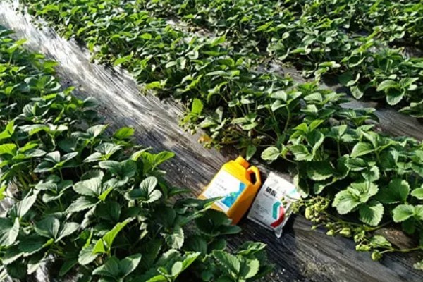 防治草莓发软的方法，需控制氮肥的用量