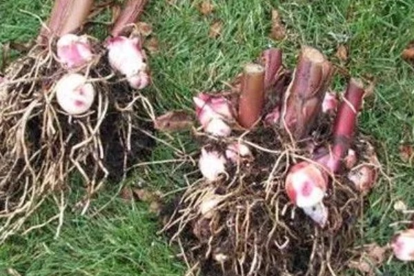 在北方美人蕉如何过冬，入冬之前将其干枯、发黄的部位剪掉