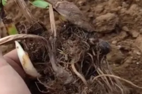 在北方美人蕉如何过冬，入冬之前将其干枯、发黄的部位剪掉