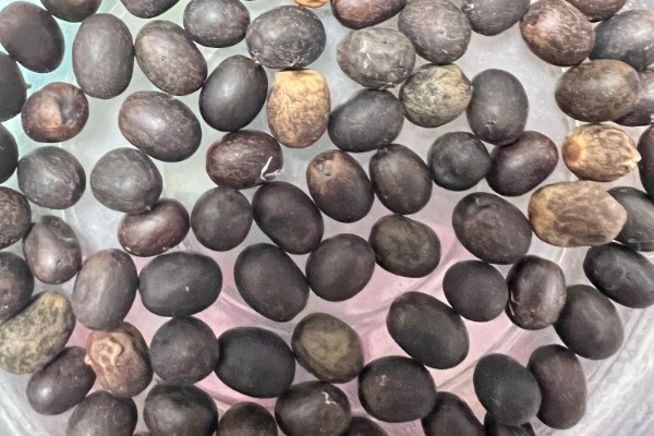 在北方美人蕉如何过冬，入冬之前将其干枯、发黄的部位剪掉