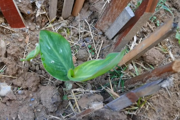 在北方美人蕉如何过冬，入冬之前将其干枯、发黄的部位剪掉