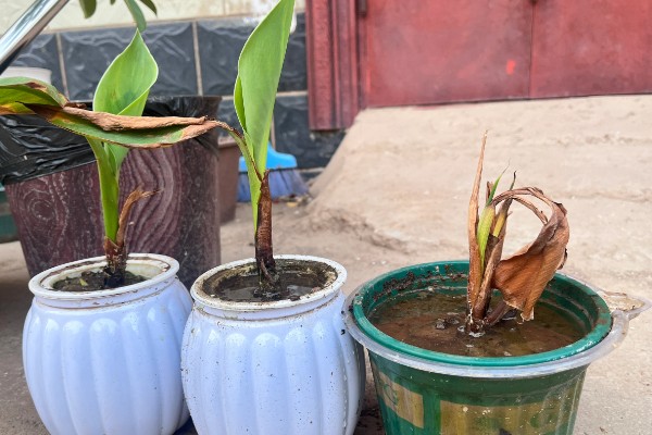 在北方美人蕉如何过冬，入冬之前将其干枯、发黄的部位剪掉