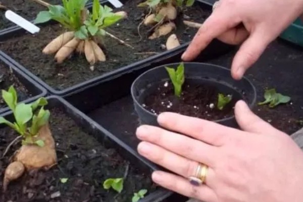 在北方美人蕉如何过冬，入冬之前将其干枯、发黄的部位剪掉