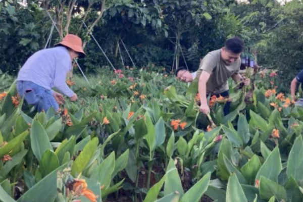 在北方美人蕉如何过冬，入冬之前将其干枯、发黄的部位剪掉