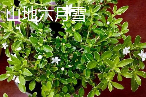 六月雪有什么品种，常见阴木、金边六月雪、山地六月雪