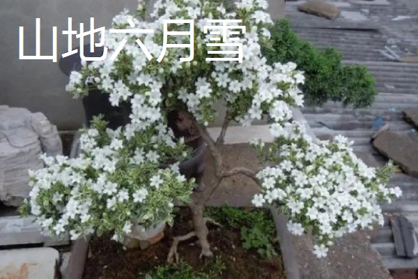六月雪有什么品种，常见阴木、金边六月雪、山地六月雪