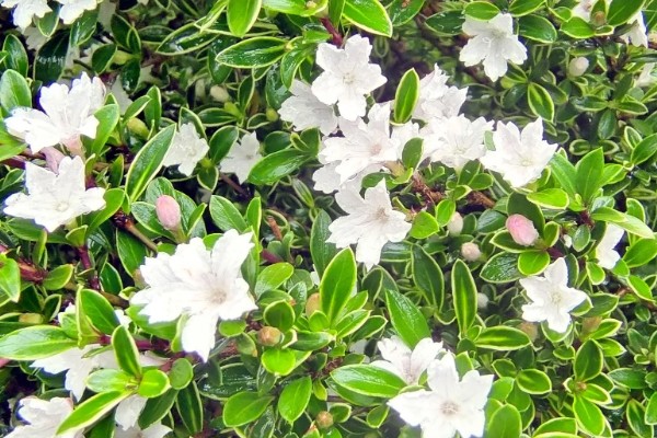 六月雪有什么品种，常见阴木、金边六月雪、山地六月雪