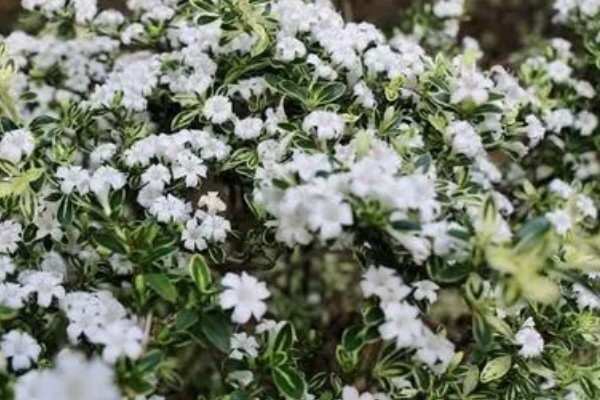 六月雪有什么品种，常见阴木、金边六月雪、山地六月雪