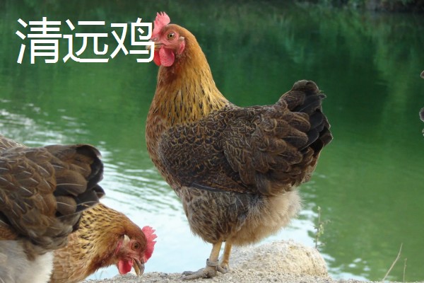 常见的鸡品种,常见的有清远鸡、封开杏花鸡等