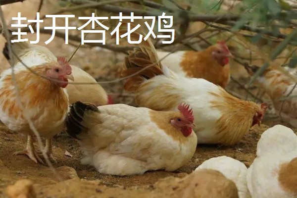 常见的鸡品种,常见的有清远鸡、封开杏花鸡等