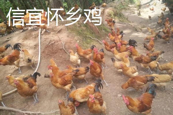 常见的鸡品种,常见的有清远鸡、封开杏花鸡等