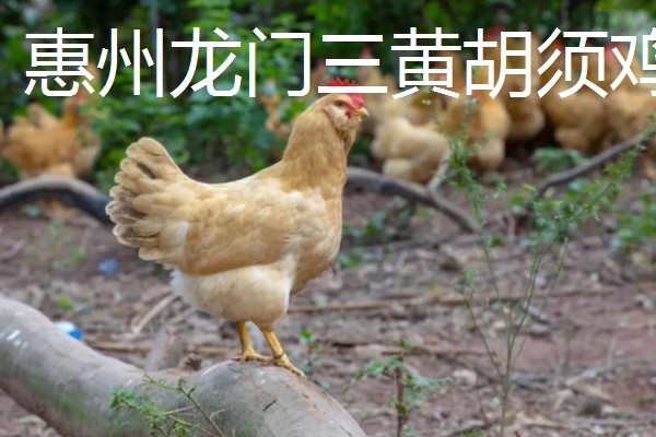 常见的鸡品种,常见的有清远鸡、封开杏花鸡等