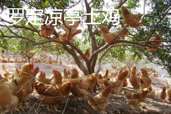 常见的鸡品种,常见的有清远鸡、封开杏花鸡等