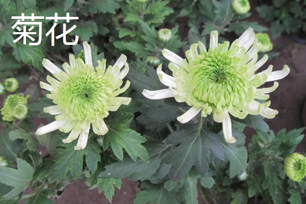 8月开的七种花，有菊花、彼岸花等