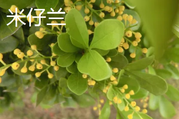 8月开的七种花，有菊花、彼岸花等