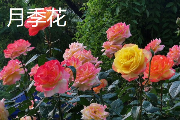 8月开的七种花，有菊花、彼岸花等