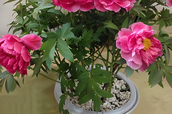 8月开的七种花，有菊花、彼岸花等