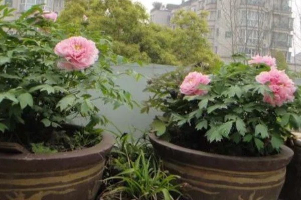 8月开的七种花，有菊花、彼岸花等