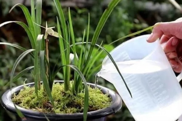 8月开的七种花，有菊花、彼岸花等